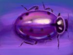 purple-ladybug.jpg