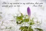 psalm119_50.jpg
