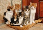 little-cats-20284533.jpg