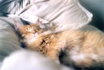 cat-sleep-bed-fluffy.jpg