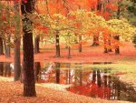 Yellow-red_trees_near_little_lake.jpg