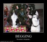 funny-dog-pictures-begging-species.jpg