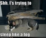 funny-dog-pictures-dog-tries-to-sleep-like-a-log.jpg