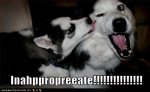 funny-dog-pictures-inappropriate-licking.jpg