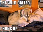 funny-dog-pictures-wild-called.jpg