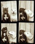 pitbulls-photobooth.jpg