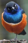 blue and orange bird.jpg