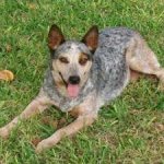 blue_heeler.jpg