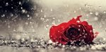 rose in the rain.jpg
