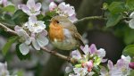 Birds-on-flower-tree_1920x1080.jpg