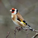 Goldfinch_x.jpg