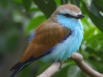 bird-2.jpg