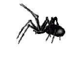 spider-animated.gif