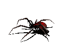 spider.gif