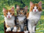 Funny-Cats-cats-9473227-1600-1200.jpg