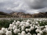 cotton-grass-iceland_30726_990x742.jpg