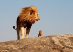 Lion & cub.jpg