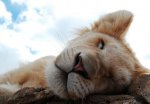 lion cub sleeping.jpg