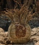 wilson.jpeg