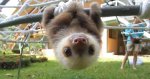 rescued-baby-sloths-conversation-fb__700-png.jpg rescued-baby-sloths-conversation-fb__700-png.jpg
