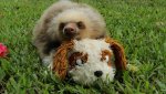 baby-sloth-with-dog-teddy-1024x575.jpg baby-sloth-with-dog-teddy-1024x575.jpg