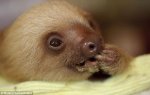 peckish+baby+sloth.jpg peckish+baby+sloth.jpg