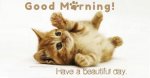 5202865-cute-kittens-good-morning-quotes.jpg