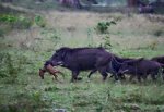 wildpigdeer316-1.jpg