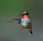 Hummingbird.jpg