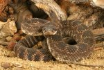 Portrait-Of-A-Rattlesnake-lrg.jpg