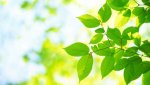hero-green-leaves-in-sunlight.jpg