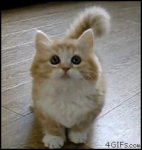 cat-fat-dancing-cat-gif.jpg