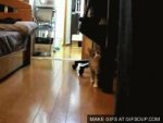 ninja-cat-o.jpg