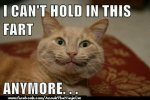 4d921c62f28d58cd0c8315572c16d884--funny-shit-funny-cats.jpg
