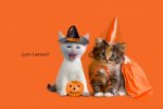 Kittens-dressed-up-for-Halloween-445x296.jpg