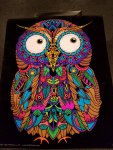 Owl.jpg