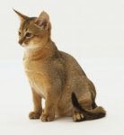 abyssinian-3.jpg