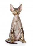 Devon Rex.jpg