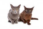european-burmese.jpg