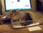 Basket Floofy 2.jpg