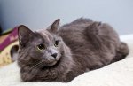 nebelung-2-min.jpg