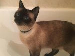 Siamese.jpg