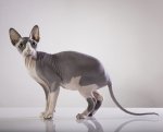 Sphynx.jpg