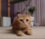 Scottish Fold.jpg