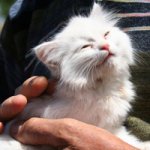 van-kedisi-cat.jpg