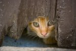 600px-cat-peeking-through-hole.jpg