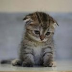 0e6c6087cacde6309402cd84f9b3b5ab--guilt-trips-sad-kitty.jpg