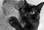 cat-hug.jpg