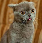 cat.jpg cat.jpg