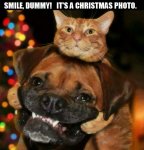 dumb doggy.jpg